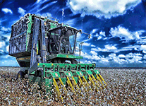 Cotton/agriculture